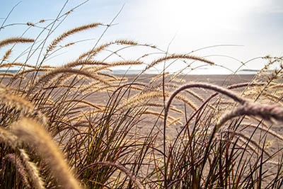 Field plants in the light of the setting sun close up.